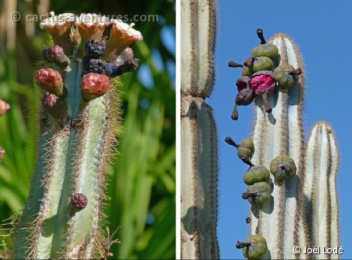 Pilosocereus pachycladus v. azureus ©JLcoll.3828